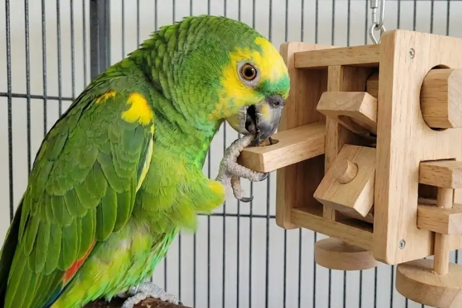 How to Keep Your Bird Happy Indoors: Complete Guide